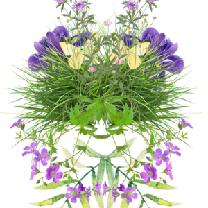 Schmetterlingsgarten蝴蝶花園