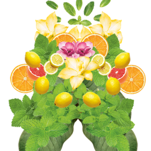 Farfalla Sommer Luck 夏日幸福