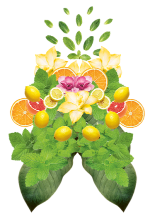 Farfalla Sommer Luck 夏日幸福